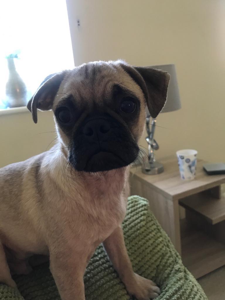 puggle gumtree